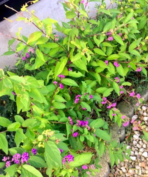 三上真史の実家の草花